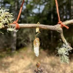Hanging cone