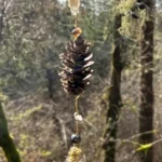 Hanging cone2